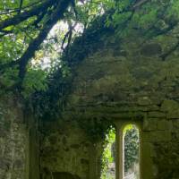 An ancient stone wall in a forest